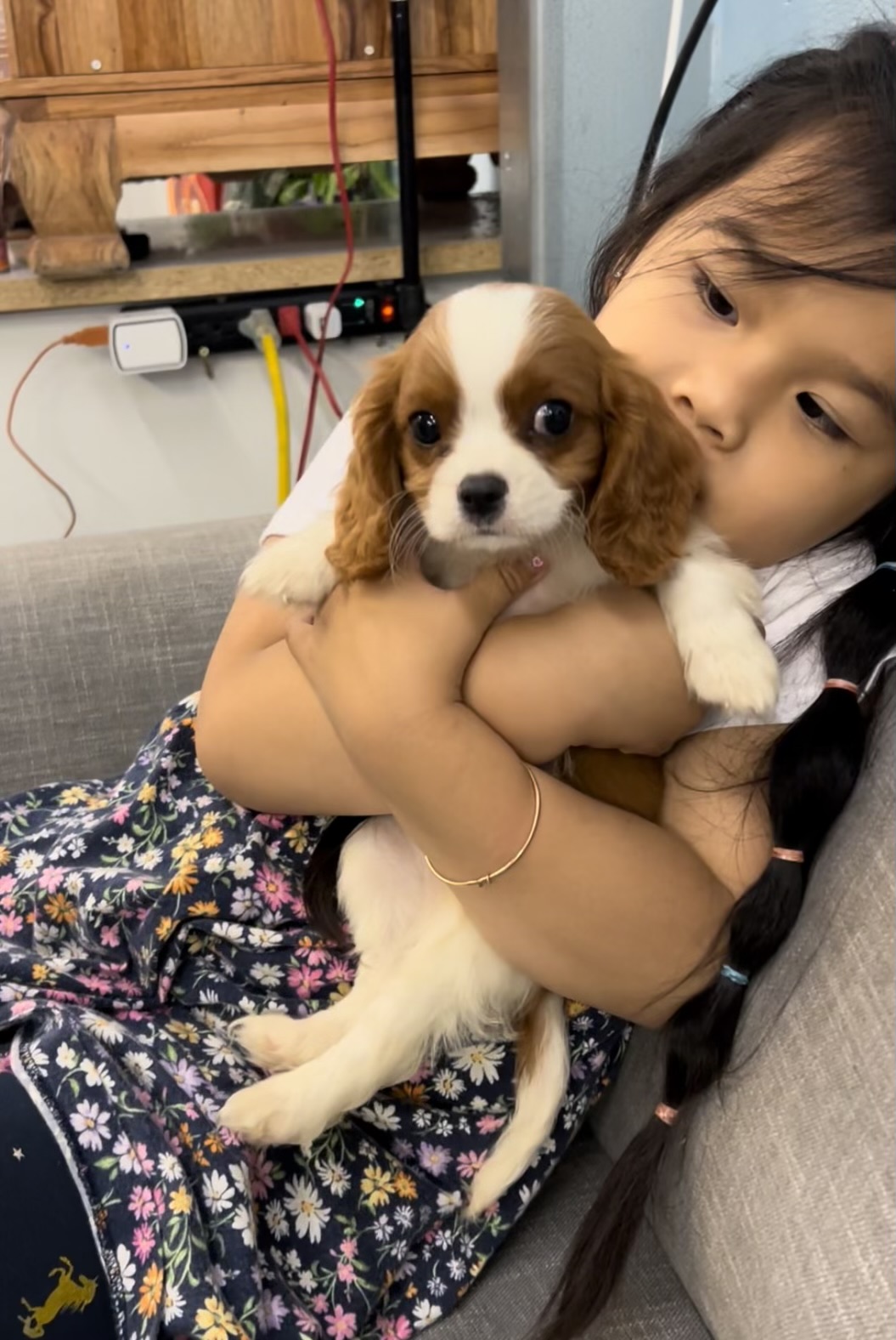 Baby cavalier king best sale charles